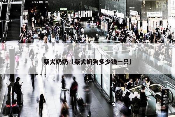 柴犬奶奶（柴犬奶狗多少钱一只）