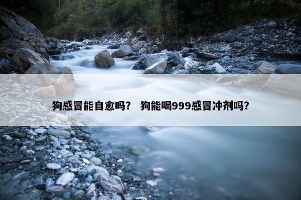 狗感冒能自愈吗？ 狗能喝999感冒冲剂吗？