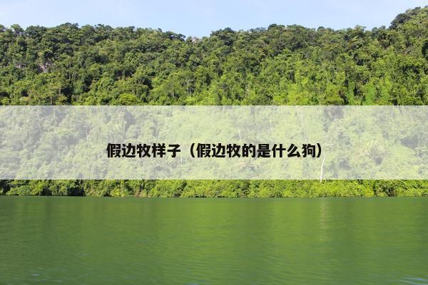 假边牧样子（假边牧的是什么狗）