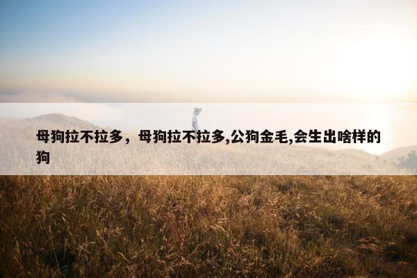 母狗拉不拉多，母狗拉不拉多,公狗金毛,会生出啥样的狗