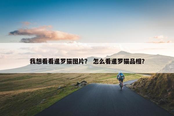 我想看看暹罗猫图片？ 怎么看暹罗猫品相？