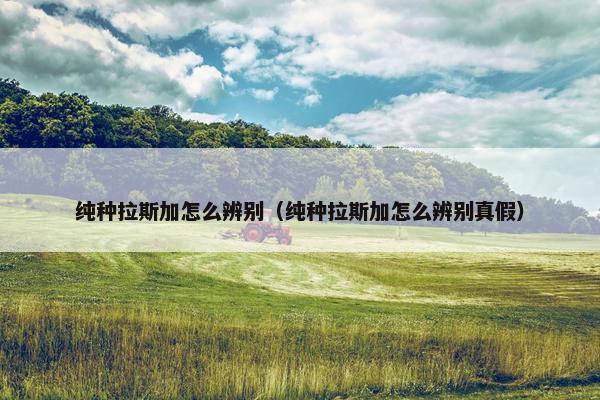 阿拉斯加 第4页