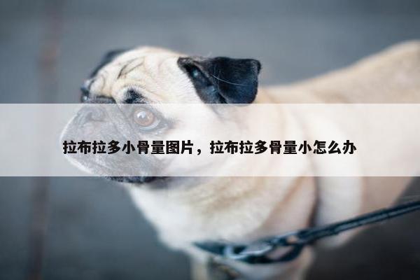 拉布拉多小骨量图片，拉布拉多骨量小怎么办