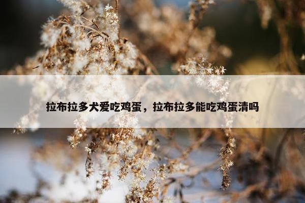 拉布拉多犬爱吃鸡蛋，拉布拉多能吃鸡蛋清吗