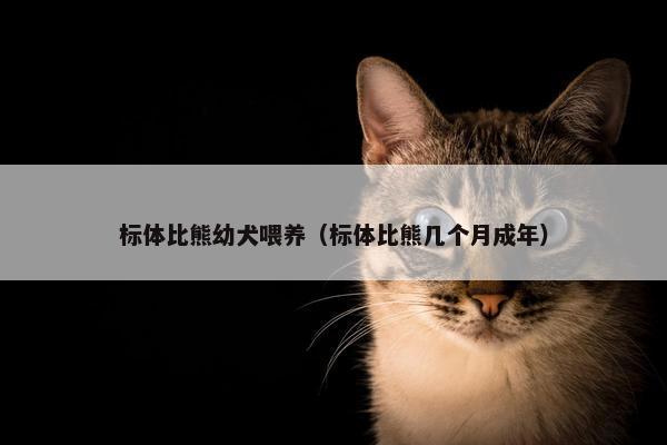 标体比熊幼犬喂养（标体比熊几个月成年）