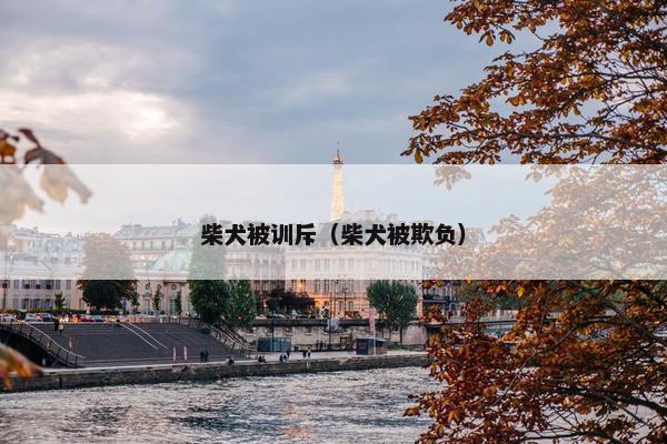 柴犬被训斥（柴犬被欺负）