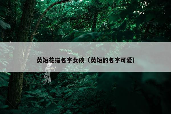 英短花猫名字女孩（英短的名字可爱）