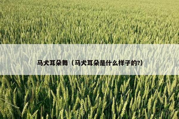耳部