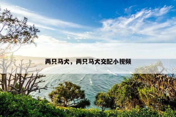 两只马犬，两只马犬交配小视频
