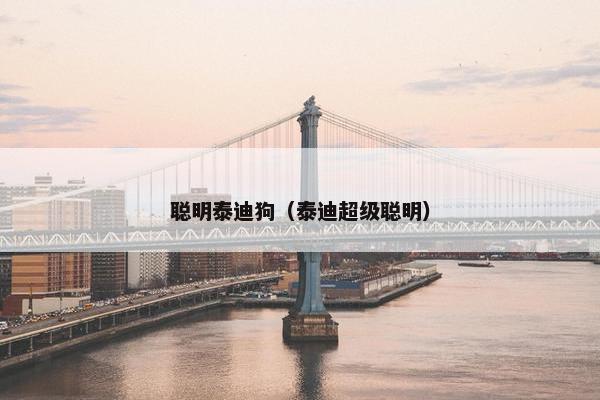 聪明泰迪狗（泰迪超级聪明）