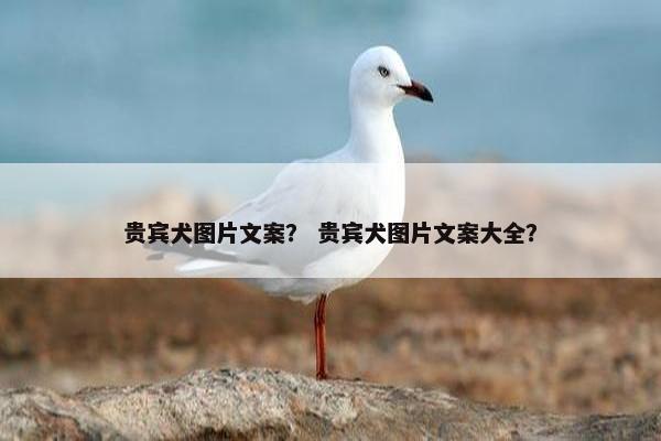 贵宾犬图片文案？ 贵宾犬图片文案大全？