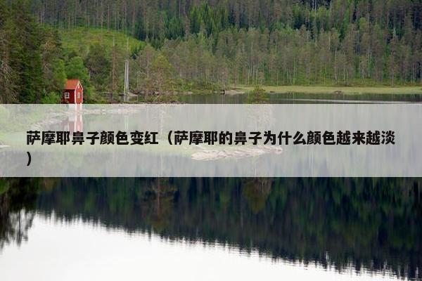 萨摩耶鼻子颜色变红（萨摩耶的鼻子为什么颜色越来越淡）