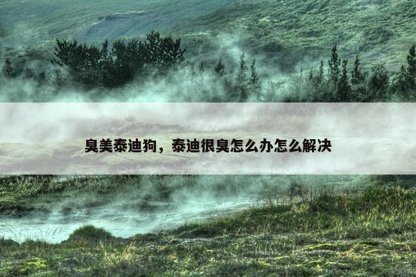 臭美泰迪狗，泰迪很臭怎么办怎么解决