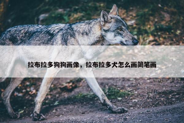 拉布拉多狗狗画像，拉布拉多犬怎么画简笔画