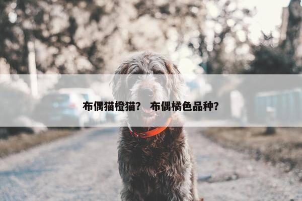 布偶猫橙猫？ 布偶橘色品种？