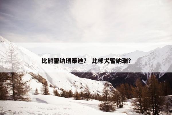 比熊雪纳瑞泰迪？ 比熊犬雪纳瑞？