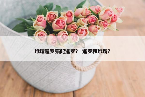 玳瑁暹罗猫配暹罗？ 暹罗和玳瑁？