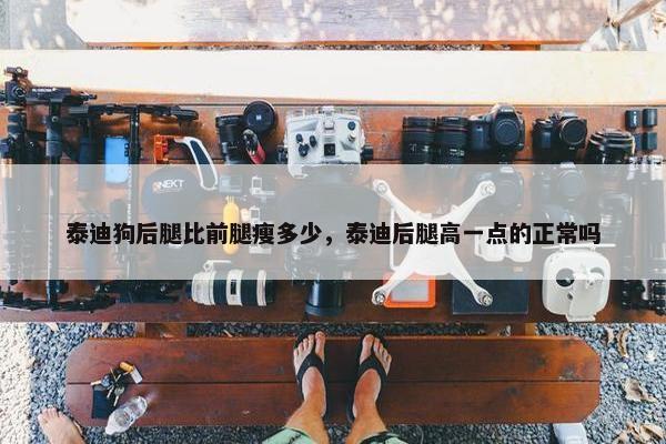泰迪狗后腿比前腿瘦多少，泰迪后腿高一点的正常吗