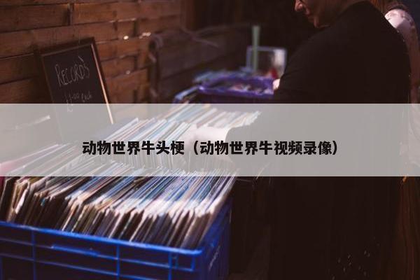 动物世界牛头梗（动物世界牛视频录像）