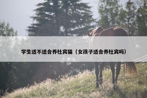 学生适不适合养杜宾猫（女孩子适合养杜宾吗）