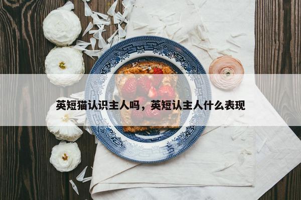 英短猫认识主人吗，英短认主人什么表现