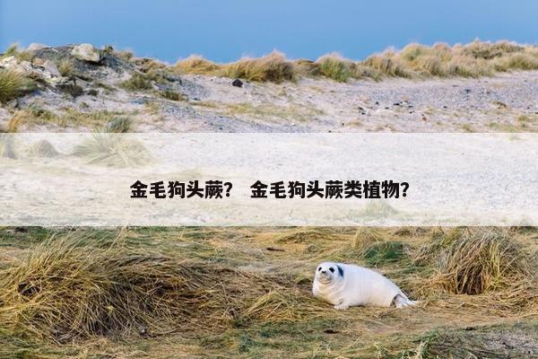 金毛狗头蕨？ 金毛狗头蕨类植物？