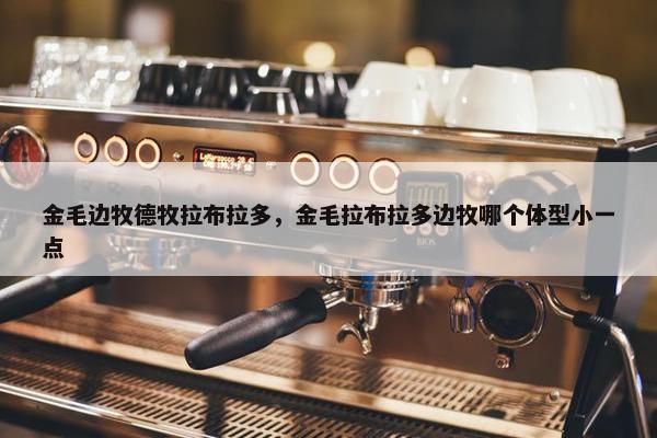 金毛边牧德牧拉布拉多，金毛拉布拉多边牧哪个体型小一点