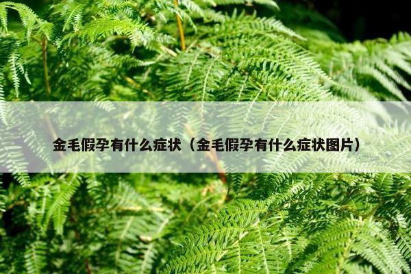 金毛假孕有什么症状（金毛假孕有什么症状图片）