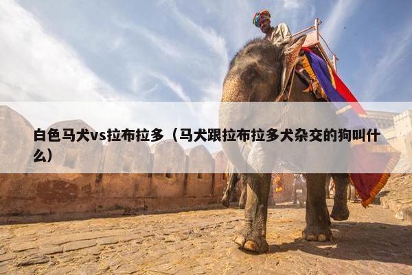白色马犬vs拉布拉多（马犬跟拉布拉多犬杂交的狗叫什么）