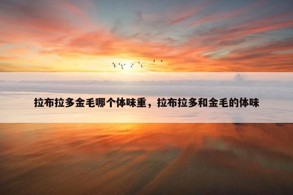 拉布拉多金毛哪个体味重，拉布拉多和金毛的体味