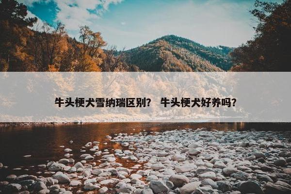 牛头梗犬雪纳瑞区别？ 牛头梗犬好养吗？