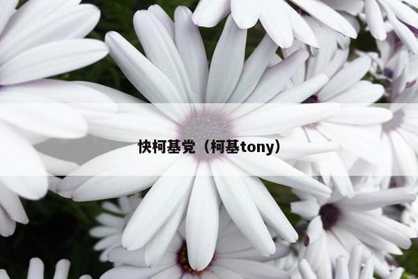 快柯基党（柯基tony）