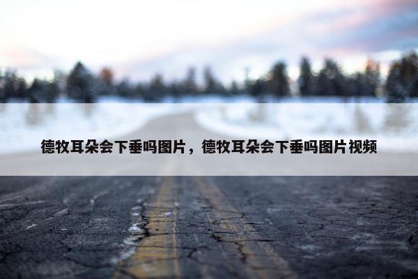 德牧 第4页