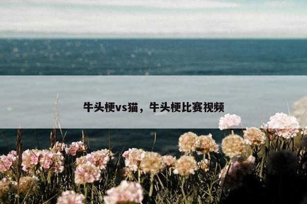 牛头梗vs猫，牛头梗比赛视频