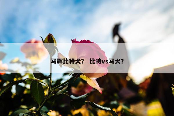马辉比特犬？ 比特vs马犬？