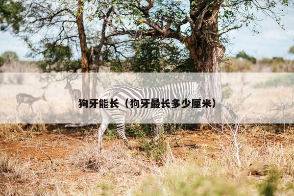 狗牙能长（狗牙最长多少厘米）