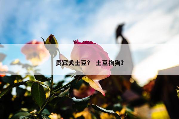 贵宾犬土豆？ 土豆狗狗？