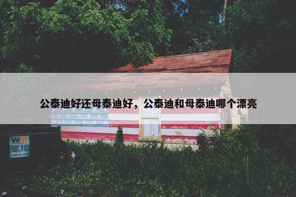 泰迪 第3页
