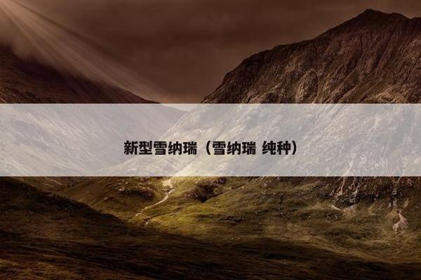 新型雪纳瑞（雪纳瑞 纯种）