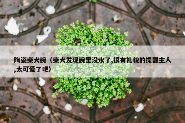 陶瓷柴犬碗（柴犬发现碗里没水了,很有礼貌的提醒主人,太可爱了吧）