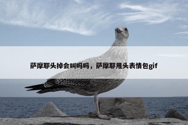 萨摩耶头掉会叫吗吗，萨摩耶甩头表情包gif