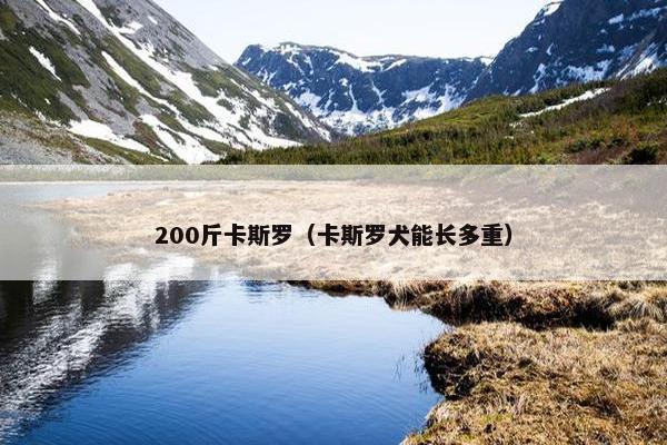 200斤卡斯罗（卡斯罗犬能长多重）