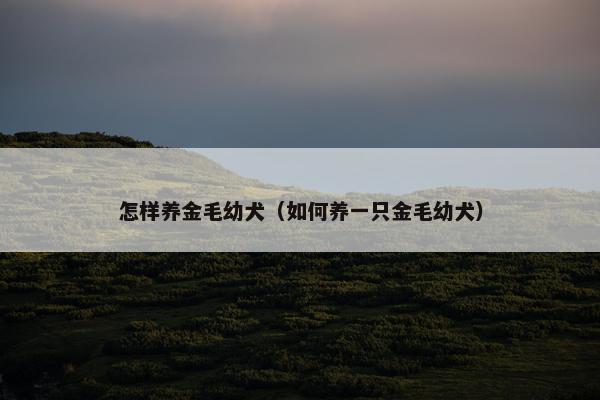 怎样养金毛幼犬（如何养一只金毛幼犬）