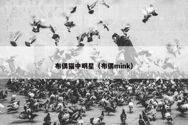 布偶猫中明星（布偶mink）