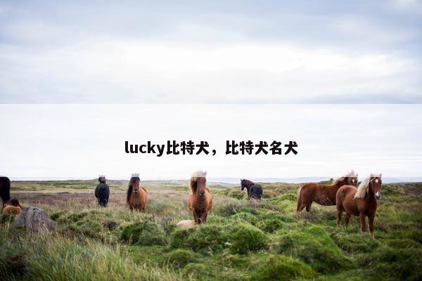 lucky比特犬，比特犬名犬