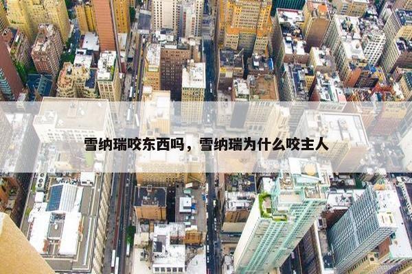 雪纳瑞咬东西吗，雪纳瑞为什么咬主人