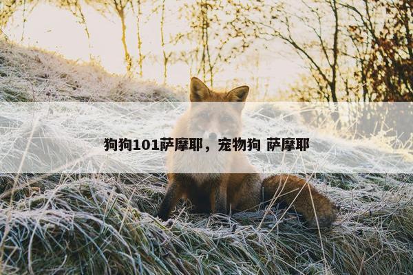 狗狗101萨摩耶，宠物狗 萨摩耶