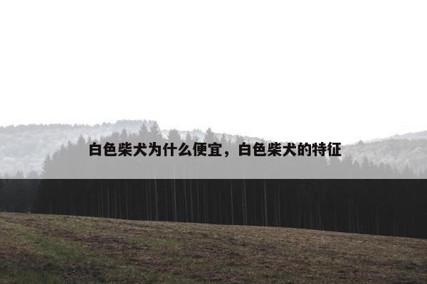 白色柴犬为什么便宜，白色柴犬的特征