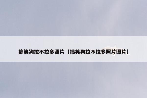 搞笑狗拉不拉多照片（搞笑狗拉不拉多照片图片）