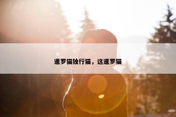 暹罗猫独行猫，这暹罗猫